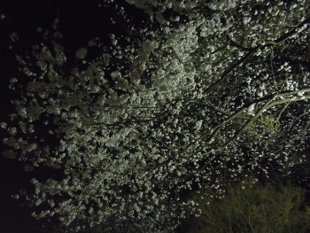 長野公園夜桜ライトアップ